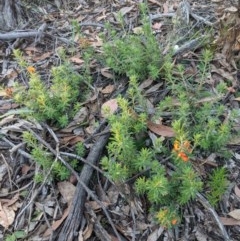 Pultenaea subspicata at Currawang, NSW - suppressed