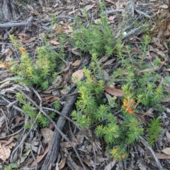 Pultenaea subspicata at Currawang, NSW - 20 Nov 2020