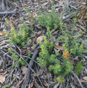 Pultenaea subspicata at Currawang, NSW - suppressed