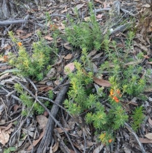 Pultenaea subspicata at Currawang, NSW - 20 Nov 2020