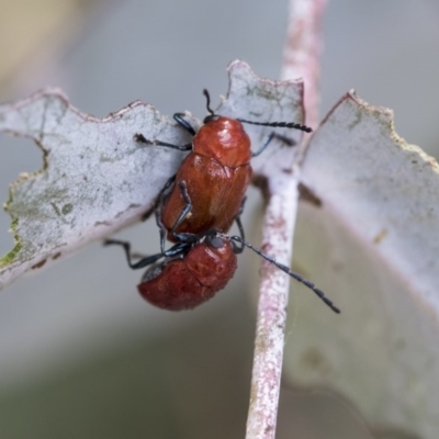 Aporocera (Aporocera) haematodes (A case bearing leaf beetle) at Hawker, ACT - 13 Nov 2020 by AlisonMilton