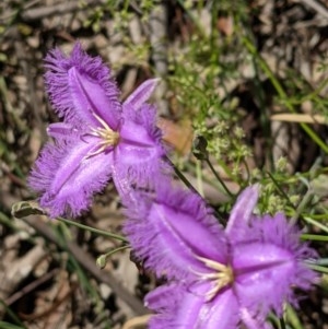 Thysanotus tuberosus subsp. tuberosus at Hackett, ACT - 18 Nov 2020 11:54 AM