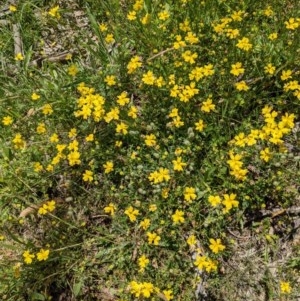 Goodenia pinnatifida at Downer, ACT - 18 Nov 2020 12:32 PM