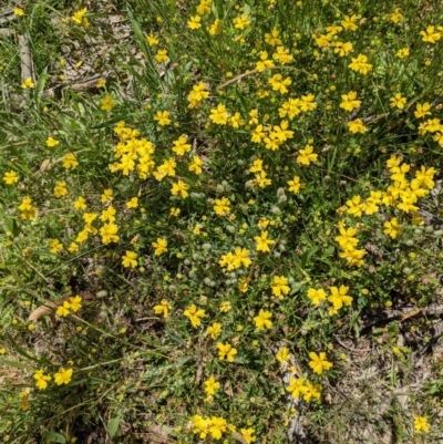 Goodenia pinnatifida (Scrambled Eggs) at Downer, ACT - 18 Nov 2020 by abread111