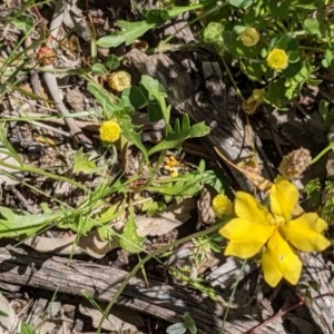 Goodenia pinnatifida at Downer, ACT - 18 Nov 2020 12:32 PM