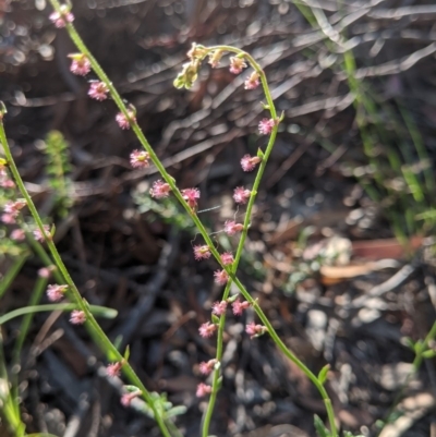 Gonocarpus tetragynus (Common Raspwort) at Currawang, NSW - 20 Nov 2020 by camcols