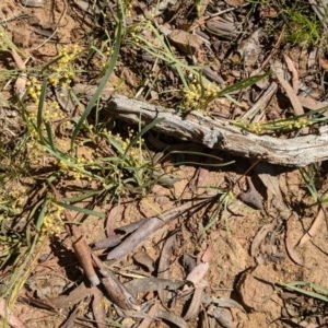 Lomandra filiformis at Downer, ACT - 18 Nov 2020