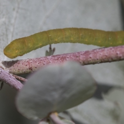 Geometridae (family) IMMATURE (Unidentified IMMATURE Geometer moths) at Scullin, ACT - 13 Nov 2020 by AlisonMilton