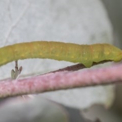 Geometridae (family) IMMATURE at Scullin, ACT - 13 Nov 2020