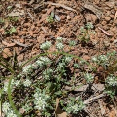 Poranthera microphylla (Small Poranthera) at Downer, ACT - 17 Nov 2020 by abread111