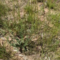 Hackelia suaveolens (Sweet Hounds Tongue) at Watson, ACT - 16 Nov 2020 by abread111