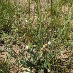 Hackelia suaveolens at Watson, ACT - 16 Nov 2020