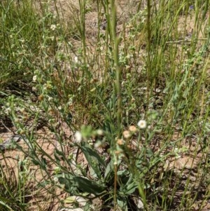 Hackelia suaveolens at Watson, ACT - 16 Nov 2020