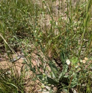 Hackelia suaveolens at Watson, ACT - 16 Nov 2020