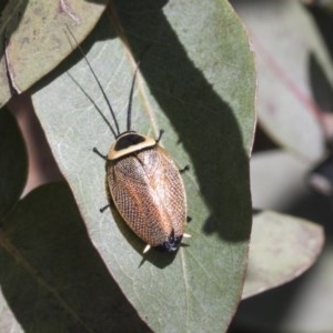 Ellipsidion australe at Hawker, ACT - 13 Nov 2020 12:23 PM