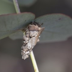 Psychidae (family) IMMATURE (Unidentified case moth or bagworm) at Hawker, ACT - 13 Nov 2020 by AlisonMilton