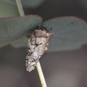 Psychidae (family) IMMATURE at Hawker, ACT - 13 Nov 2020