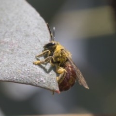 Lasioglossum (Parasphecodes) sp. (genus & subgenus) (Halictid bee) at Scullin, ACT - 13 Nov 2020 by AlisonMilton