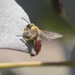 Lasioglossum (Parasphecodes) sp. (genus & subgenus) at Scullin, ACT - 13 Nov 2020