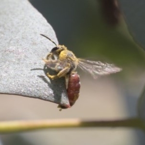 Lasioglossum (Parasphecodes) sp. (genus & subgenus) at Scullin, ACT - 13 Nov 2020