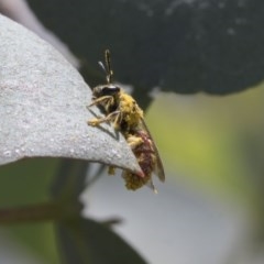 Lasioglossum (Parasphecodes) sp. (genus & subgenus) at Scullin, ACT - 13 Nov 2020