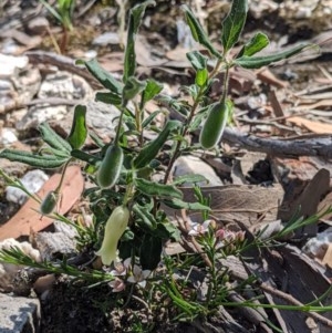 Billardiera scandens at Currawang, NSW - 20 Nov 2020