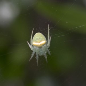 Araneus circulissparsus (species group) at Higgins, ACT - 9 Nov 2020