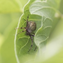 Araneus hamiltoni (Hamilton's Orb Weaver) at Higgins, ACT - 9 Nov 2020 by AlisonMilton