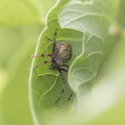 Araneus hamiltoni (Hamilton's Orb Weaver) at Higgins, ACT - 9 Nov 2020 by AlisonMilton