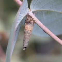 Conoeca or Lepidoscia (genera) IMMATURE (Unidentified Cone Case Moth larva, pupa, or case) at Scullin, ACT - 13 Nov 2020 by AlisonMilton