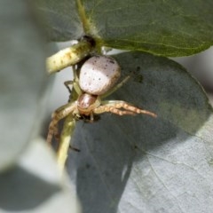 Zygometis xanthogaster at Scullin, ACT - 13 Nov 2020