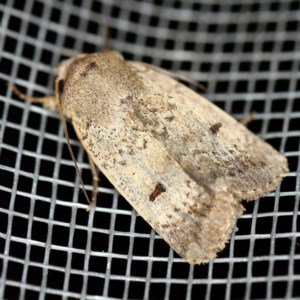 Proteuxoa hypochalchis at O'Connor, ACT - 18 Nov 2020