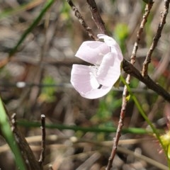 Drosera auriculata (Tall Sundew) at Mount Painter - 7 Nov 2020 by drakes