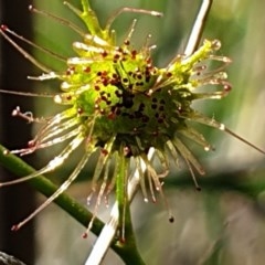 Drosera auriculata at Cook, ACT - 7 Nov 2020