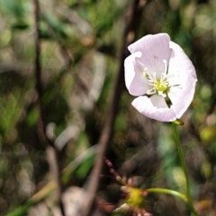 Drosera auriculata at Cook, ACT - 7 Nov 2020