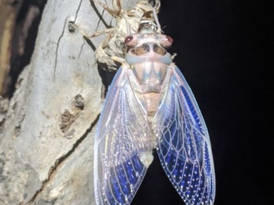 Psaltoda moerens (Redeye cicada) at Kambah, ACT - 20 Nov 2020 by HelenCross