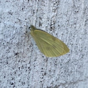 Pieris rapae at Queanbeyan, NSW - 20 Nov 2020