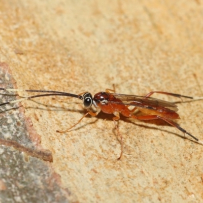 Ichneumonidae (family) (Unidentified ichneumon wasp) at Acton, ACT - 20 Nov 2020 by TimL
