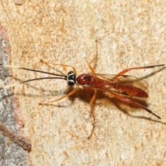 Ichneumonidae (family) at Acton, ACT - 20 Nov 2020