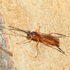 Ichneumonidae (family) at Acton, ACT - 20 Nov 2020