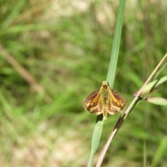 Ocybadistes walkeri (Green Grass-dart) at Kambah, ACT - 13 Nov 2020 by MatthewFrawley