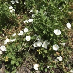 Convolvulus arvensis (Bindweed) at Mount Ainslie to Black Mountain - 19 Nov 2020 by natureguy