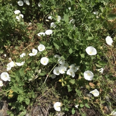 Convolvulus arvensis (Bindweed) at Campbell, ACT - 19 Nov 2020 by natureguy