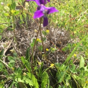 Viola betonicifolia at Peak View, NSW - 18 Nov 2020