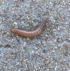 Diplopoda (class) (Unidentified millipede) at Queanbeyan River - 20 Nov 2020 by FeralGhostbat