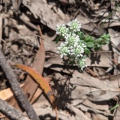 Poranthera microphylla at Currawang, NSW - 20 Nov 2020