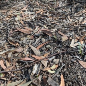 Poranthera microphylla at Currawang, NSW - 20 Nov 2020