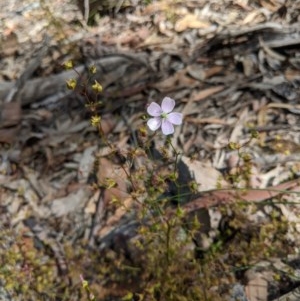 Drosera auriculata at Currawang, NSW - 19 Nov 2020