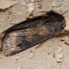 Agrotis ipsilon (Agrotis ipsilon) at Harrison, ACT - 20 Nov 2020 by DPRees125