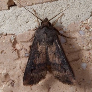 Agrotis ipsilon at Harrison, ACT - 20 Nov 2020 12:17 PM